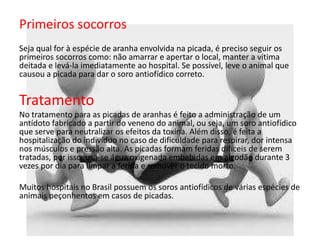Primeiros socorros
Seja qual for à espécie de aranha envolvida na picada, é preciso seguir os
primeiros socorros como: não amarrar e apertar o local, manter a vítima
deitada e levá-la imediatamente ao hospital. Se possível, leve o animal que
causou a picada para dar o soro antiofídico correto.
Tratamento
No tratamento para as picadas de aranhas é feito a administração de um
antídoto fabricado a partir do veneno do animal, ou seja, um soro antiofídico
que serve para neutralizar os efeitos da toxina. Além disso, é feita a
hospitalização do indivíduo no caso de dificuldade para respirar, dor intensa
nos músculos e pressão alta. As picadas formam feridas difíceis de serem
tratadas, por isso, usa-se água oxigenada embebidas em algodão durante 3
vezes por dia para limpar a ferida e remover o tecido morto.
Muitos hospitais no Brasil possuem os soros antiofídicos de várias espécies de
animais peçonhentos em casos de picadas.
 