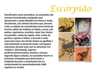 Escorpião
Classificados como aracnídeos, os escorpiões são
animais invertebrados artrópodes que
apresentam o corpo dividido em tronco e cauda.
Geralmente, são animais discretos que, durante
o dia, se alojam em esconderijos como tronco de
árvores, pilhas de madeira ou tijolos, cercas, sob
pedras, cupinzeiros, entulhos, mato, lixo, frestas
nas paredes, saídas de esgoto, ralos, caixas de
gordura, sapatos e tolhas, e durante a noite
saem para caçar. Seu ferrão chama-se aguilhão e
está localizado na ponta da cauda. Conseguem
sobreviver até dois anos sem se alimentar. Em
relação à alimentação, ingerem
preferencialmente grilos, baratas e moscas.
Segundo alguns estudos, os escorpiões foram os
primeiros artrópodes que dominaram o
ambiente terrestre e atualmente tem-se
conhecimento de aproximadamente 1600
espécies no mundo.
 