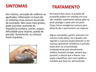 SINTOMAS
Dor intensa, sensação de ardência ou
agulhadas, inflamação no local são
os sintomas mais comuns da picada
de escorpião. Nos casos mais graves,
pode acarretar aumento da
frequência cardíaca, suores, enjoos,
dificuldade para respirar, queda de
pressão. Geralmente, as crianças
ficam inquietas .
TRATAMENTO
Na maioria dos casos, as picadas de
escorpião podem ser tratadas em casa.
São medidas importantes aplicar gelo no
local, proteger a pele com um pano
limpo, tomar analgésicos comuns para
alívio da dor e permanecer em repouso.
Alguns escorpiões, porém, possuem um
veneno muito tóxico. Se o quadro não
regredir e a pessoa (especialmente se for
criança) apresentar sonolência e pressão
baixa deve ser encaminhada
imediatamente para atendimento
médico, levando consigo, sempre que
possível, o animal que a atacou. Isso
ajuda a identificar com mais rapidez o
antídoto que deve ser administrado.
 