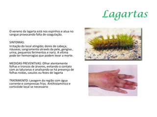 Lagartas
O veneno da lagarta está nos espinhos e atua no
sangue provocando falta de coagulação.
SINTOMAS:
Irritação do local atingido; dores de cabeça;
náuseas; sangramento através da pele, gengiva ,
urina, pequenos ferimentos e nariz. A vítima
pode ter hemorragias que podem levar a morte.
MEDIDAS PREVENTIVAS: Olhar atentamente
folhas e troncos de árvores, evitando o contato
com as taturanas e analisando se há presença de
folhas roídas, casulos ou fezes de lagarta
TRATAMENTO: Lavagem da região com água
corrente e compressas frias. Antihistamínico e
corticóide local se necessário
 