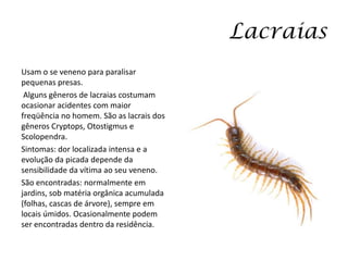 Lacraias
Usam o se veneno para paralisar
pequenas presas.
Alguns gêneros de lacraias costumam
ocasionar acidentes com maior
freqüência no homem. São as lacrais dos
gêneros Cryptops, Otostigmus e
Scolopendra.
Sintomas: dor localizada intensa e a
evolução da picada depende da
sensibilidade da vítima ao seu veneno.
São encontradas: normalmente em
jardins, sob matéria orgânica acumulada
(folhas, cascas de árvore), sempre em
locais úmidos. Ocasionalmente podem
ser encontradas dentro da residência.
 