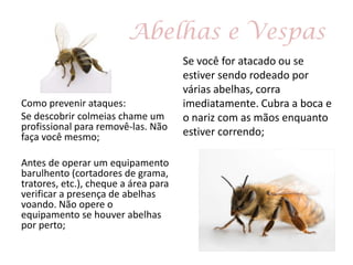 Abelhas e Vespas
Como prevenir ataques:
Se descobrir colmeias chame um
profissional para removê-las. Não
faça você mesmo;
Antes de operar um equipamento
barulhento (cortadores de grama,
tratores, etc.), cheque a área para
verificar a presença de abelhas
voando. Não opere o
equipamento se houver abelhas
por perto;
Se você for atacado ou se
estiver sendo rodeado por
várias abelhas, corra
imediatamente. Cubra a boca e
o nariz com as mãos enquanto
estiver correndo;
 