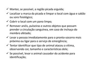  Manter, se possível, a região picada erguida;
 Localizar a marca da picada e limpar o local com água e sabão
ou soro fisiológico;
 Cobrir o local com um pano limpo;
 Remover anéis, pulseiras e outros objetos que possam
prender a circulação sanguínea, em caso de inchaço do
membro afetado;
 Levar a pessoa imediatamente para o pronto-socorro mais
próximo ou ligar para o serviço de emergência;
 Tentar identificar que tipo de animal atacou a vítima,
observando cor, tamanho e características dele;
 Se possível, levar o animal causador do acidente para
identificação;
 