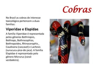Cobras
No Brasil as cobras de interesse
toxicológico pertencem a duas
famílias:
Viperidae e Elapidae.
A família Viperidae é representada
pelos gêneros Bothriopsis,
Bothrops, Bothrocophias,
Bothropoides, Rhinocerophis ,
Caudisona (cascavel) e Lachesis
(surucucu-pico-de-jaca). A família
Elapidae é representada pelo
gênero Micrurus (coral-
verdadeira).
 
