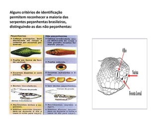 Alguns critérios de identificação
permitem reconhecer a maioria das
serpentes peçonhentas brasileiras,
distinguindo-as das não peçonhentas:
 