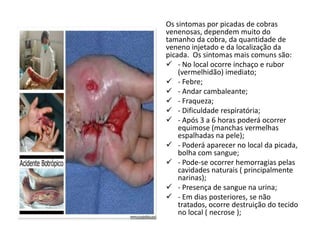 Os sintomas por picadas de cobras
venenosas, dependem muito do
tamanho da cobra, da quantidade de
veneno injetado e da localização da
picada. Os sintomas mais comuns são:
 - No local ocorre inchaço e rubor
(vermelhidão) imediato;
 - Febre;
 - Andar cambaleante;
 - Fraqueza;
 - Dificuldade respiratória;
 - Após 3 a 6 horas poderá ocorrer
equimose (manchas vermelhas
espalhadas na pele);
 - Poderá aparecer no local da picada,
bolha com sangue;
 - Pode-se ocorrer hemorragias pelas
cavidades naturais ( principalmente
narinas);
 - Presença de sangue na urina;
 - Em dias posteriores, se não
tratados, ocorre destruição do tecido
no local ( necrose );
 