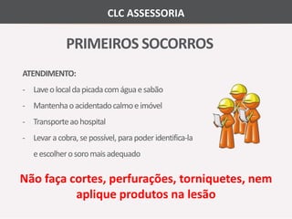 CLC ASSESSORIA 
PRIMEIROS SOCORROS 
ATENDIMENTO: 
- Laveo local da picada comágua e sabão 
- Mantenhao acidentadocalmo e imóvel 
- Transporte ao hospital 
- Levar a cobra, se possível, para poder identifica-la 
e escolhero soromais adequado 
Não faça cortes, perfurações, torniquetes, nem 
aplique produtos na lesão 
 
