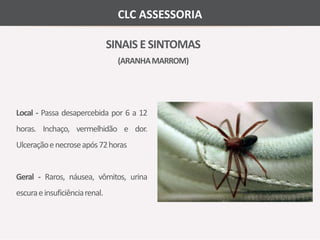 CLC ASSESSORIA 
SINAIS E SINTOMAS 
(ARANHA MARROM) 
Local - Passa desapercebida por 6 a 12 
horas. Inchaço, vermelhidão e dor. 
Ulceraçãoenecroseapós 72horas 
Geral - Raros, náusea, vômitos, urina 
escurae insuficiênciarenal. 
 