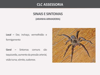 CLC ASSESSORIA 
SINAIS E SINTOMAS 
(ARANHA ARMADEIRA) 
Local – Dor, inchaço, vermelhidão e 
formigamento 
Geral – Sintomas comuns são 
taquicardia, aumentodapressãoarterial, 
visãoturva, vómito, sudorese. 
 