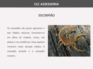 CLC ASSESSORIA 
ESCORPIÃO 
Os escorpiões são pouco agressivos e 
tem hábitos noturnos. Encontram-se 
em pilhas de madeira, cercas, sob 
pedras e nas residências. Duas espécies 
merecem maior atenção médica: O 
escorpião amarelo e o escorpião 
marrom. 
 