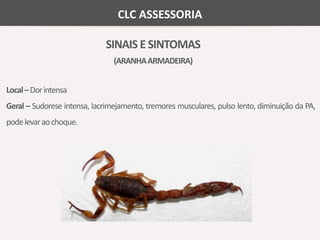 CLC ASSESSORIA 
SINAIS E SINTOMAS 
(ARANHA ARMADEIRA) 
Local –Dor intensa 
Geral – Sudorese intensa, lacrimejamento, tremoresmusculares, pulso lento, diminuição da PA, 
podelevar ao choque. 
 