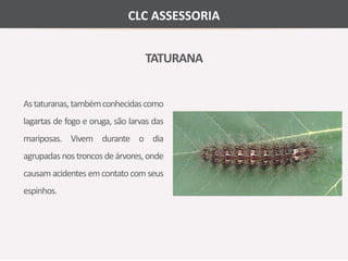 CLC ASSESSORIA 
TATURANA 
As taturanas, tambémconhecidas como 
lagartas de fogo e oruga, são larvas das 
mariposas. Vivem durante o dia 
agrupadas nos troncos de árvores, onde 
causamacidentes em contato comseus 
espinhos. 
 