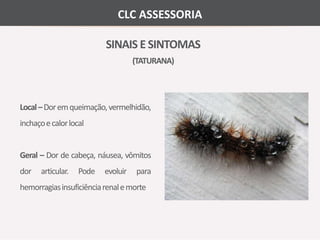 CLC ASSESSORIA 
SINAIS E SINTOMAS 
(TATURANA) 
Local –Doremqueimação, vermelhidão, 
inchaçoe calor local 
Geral – Dor de cabeça, náusea, vômitos 
dor articular. Pode evoluir para 
hemorragias insuficiênciarenalemorte 
 