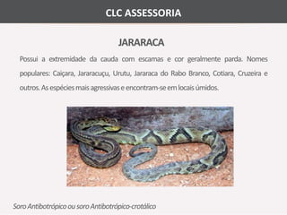 CLC ASSESSORIA 
JARARACA 
Possui a extremidade da cauda com escamas e cor geralmente parda. Nomes 
populares: Caiçara, Jararacuçu, Urutu, Jararaca do Rabo Branco, Cotiara, Cruzeira e 
outros. Asespéciesmais agressivaseencontram-seemlocaisúmidos. 
Soro Antibotrópico ou soro Antibotrópico-crotálico 
 