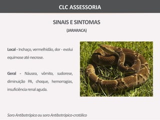 CLC ASSESSORIA 
SINAIS E SINTOMAS 
(JARARACA) 
Local - Inchaço, vermelhidão, dor - evolui 
equimoseaténecrose. 
Geral - Náusea, vômito, sudorese, 
diminuição PA, choque, hemorragias, 
insuficiênciarenal aguda. 
Soro Antibotrópico ou soro Antibotrópico-crotálico 
 