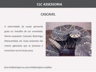 CLC ASSESSORIA 
CASCAVEL 
A extremidade da cauda apresenta 
guizo ou chocalho de cor amarelada. 
Nomes populares: Cascavel, Boicininga, 
Maracambóia, etc. Essas serpentes são 
menos agressivas que as jararacas e 
encontram-seemlocais secos 
Soro Antibotrópico ou soro Antibotrópico-crotálico 
 