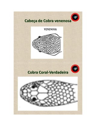 Animais peçonhentos