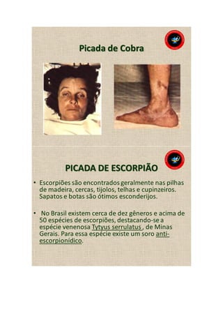 Animais peçonhentos