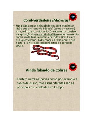 Animais peçonhentos