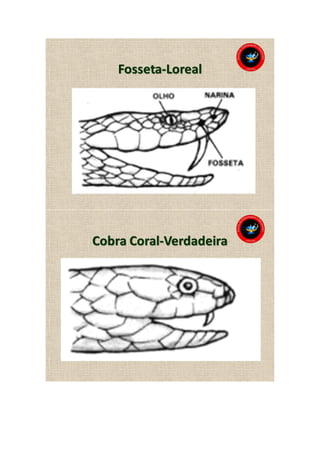 Animais peçonhentos