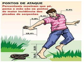 Jararaca 88,2%
Cascavel 8,2%
Surucucu 2,9%
Coral 0,7%
 