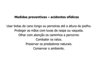 Medidas preventivas – acidentes ofídicos
Usar botas de cano longo ou perneiras até a altura do joelho.
Proteger as mãos com luvas de raspa ou vaqueta.
Olhar com atenção os caminhos a percorrer.
Combater os ratos.
Preservar os predadores naturais.
Conservar o ambiente.
 