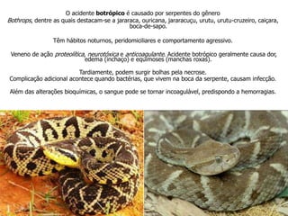 O acidente botrópico é causado por serpentes do gênero
Bothrops, dentre as quais destacam-se a jararaca, ouricana, jararacuçu, urutu, urutu-cruzeiro, caiçara,
boca-de-sapo.
Têm hábitos noturnos, peridomiciliares e comportamento agressivo.
Veneno de ação proteolítica, neurotóxica e anticoagulante. Acidente botrópico geralmente causa dor,
edema (inchaço) e equimoses (manchas roxas).
Tardiamente, podem surgir bolhas pela necrose.
Complicação adicional acontece quando bactérias, que vivem na boca da serpente, causam infecção.
Além das alterações bioquímicas, o sangue pode se tornar incoagulável, predispondo a hemorragias.
 