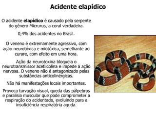 Acidente elapídico
O acidente elapídico é causado pela serpente
do gênero Micrurus, a coral verdadeira.
0,4% dos acidentes no Brasil.
O veneno é extremamente agressivo, com
ação neurotóxica e miotóxica, semelhante ao
curare, com efeito em uma hora.
Ação da neurotoxina bloqueia o
neurotransmissor acetilcolina e impede a ação
nervosa. O veneno não é antagonizado pelas
substâncias anticolinérgicas.
Não há manifestações locais importantes.
Provoca turvação visual, queda das pálpebras
e paralisia muscular que pode comprometer a
respiração do acidentado, evoluindo para a
insuficiência respiratória aguda.
 
