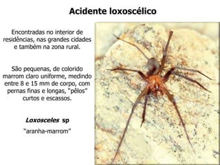 Encontradas no interior de
residências, nas grandes cidades
e também na zona rural.
São pequenas, de colorido
marrom claro uniforme, medindo
entre 8 e 15 mm de corpo, com
pernas finas e longas, “pêlos”
curtos e escassos.
Loxosceles sp
“aranha-marrom”
Acidente loxoscélico
 