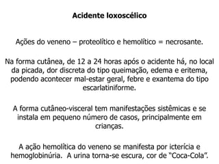 Acidente loxoscélico
Ações do veneno – proteolítico e hemolítico = necrosante.
Na forma cutânea, de 12 a 24 horas após o acidente há, no local
da picada, dor discreta do tipo queimação, edema e eritema,
podendo acontecer mal-estar geral, febre e exantema do tipo
escarlatiniforme.
A forma cutâneo-visceral tem manifestações sistêmicas e se
instala em pequeno número de casos, principalmente em
crianças.
A ação hemolítica do veneno se manifesta por icterícia e
hemoglobinúria. A urina torna-se escura, cor de “Coca-Cola”.
 