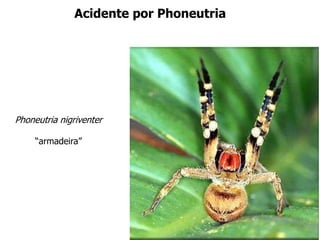 Phoneutria nigriventer
“armadeira”
Acidente por Phoneutria
 