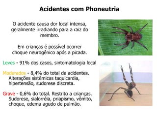 Acidentes com Phoneutria
O acidente causa dor local intensa,
geralmente irradiando para a raiz do
membro.
Em crianças é possível ocorrer
choque neurogênico após a picada.
Leves - 91% dos casos, sintomatologia local
Moderados - 8,4% do total de acidentes.
Alterações sistêmicas taquicardia,
hipertensão, sudorese discreta.
Grave - 0,6% do total. Restrito a crianças.
Sudorese, sialorréia, priapismo, vômito,
choque, edema agudo de pulmão.
 