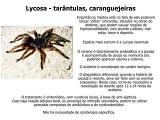 Lycosa - tarântulas, caranguejeiras
Importância médica está no fato de elas poderem
lançar “pêlos” urticantes, situados no dorso do
abdome, que podem causar reações de
hipersensibilidade, com prurido cutâneo, mal-
estar, tosse e dispnéia.
Espécie mais comum é a Lycosa tarantula.
O veneno é discretamente proteolítico e a picada
é acompanhada de pouca ou nenhuma dor,
podendo aparecer edema e eritema.
O acidente é considerado de caráter benigno.
O diagnóstico diferencial, quando a história de
picada é recente, deve ser feito com as aranhas
Loxosceles. Nesse caso, torna-se necessária a
reavaliação do doente após 12 a 24 horas do
acidente.
O tratamento é sintomático, com curativos locais, à base de anti-sépticos.
Caso haja reação alérgica local, ou presença de infecção secundária, podem se utilizar
pomadas compostas de antibióticos e de corticosteróides.
Não há necessidade de soroterapia específica.
 