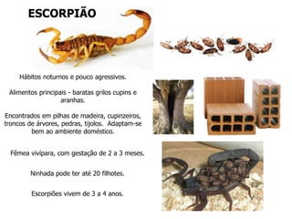Hábitos noturnos e pouco agressivos.
Alimentos principais - baratas grilos cupins e
aranhas.
Encontrados em pilhas de madeira, cupinzeiros,
troncos de árvores, pedras, tijolos. Adaptam-se
bem ao ambiente doméstico.
Fêmea vivípara, com gestação de 2 a 3 meses.
Ninhada pode ter até 20 filhotes.
Escorpiões vivem de 3 a 4 anos.
ESCORPIÃO
 
