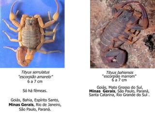 Tityus serrulatus
“escorpião amarelo”
6 a 7 cm
Só há fêmeas.
Goiás, Bahia, Espírito Santo,
Minas Gerais, Rio de Janeiro,
São Paulo, Paraná.
Tityus bahiensis
“escorpião marrom”
6 a 7 cm
Goiás, Mato Grosso do Sul,
Minas Gerais, São Paulo, Paraná,
Santa Catarina, Rio Grande do Sul .
 
