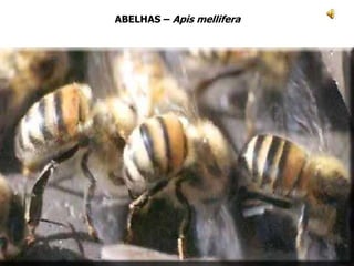 ABELHAS – Apis mellifera
 