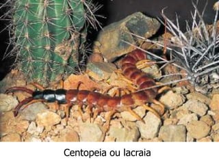 Centopeia ou lacraia
 
