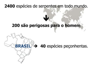 2400 espécies de serpentes em todo mundo.

200 são perigosas para o homem
BRASIL  40 espécies peçonhentas.
 