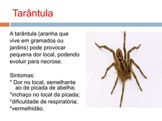 Tarântula
A tarântula (aranha que
vive em gramados ou
jardins) pode provocar
pequena dor local, podendo
evoluir para necrose.
Sintomas:
* Dor no local, semelhante
ao de picada de abelha;
*inchaço no local da picada;
*dificuldade de respiratória;
*vermelhidão.
 