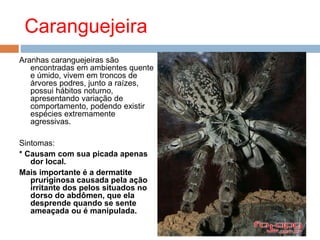 Caranguejeira
Aranhas caranguejeiras são
encontradas em ambientes quente
e úmido, vivem em troncos de
árvores podres, junto a raízes,
possui hábitos noturno,
apresentando variação de
comportamento, podendo existir
espécies extremamente
agressivas.
Sintomas:
* Causam com sua picada apenas
dor local.
Mais importante é a dermatite
pruriginosa causada pela ação
irritante dos pelos situados no
dorso do abdômen, que ela
desprende quando se sente
ameaçada ou é manipulada.
 