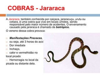 COBRAS - Jararaca
A Jararaca, também conhecida por caiçaca, jararacuçu, urutu ou
cotiara, é uma cobra que vive em locais úmidos, sendo
responsável pelo maior número de acidentes. O envenamento
causado pela jararaca é chamado de botrópico.
O veneno dessa cobra provoca:
 Manifestações Precoces,
 ou seja, até 3 horas do acidente:
 Dor imediata
 Inchaço,
 calor e vermelhidão no
local picado
 Hemorragia no local da
picada ou distante dela.
 