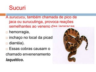 Sucuri
A surucucu, também chamada de pico de
jaca ou surucutinga, provoca reações
semelhantes ao veneno das jararacas
 hemorragia,
 inchaço no local da picada,
 diarréia).
 Essas cobras causam o
chamado envenenamento
laquético.
 