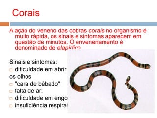 Corais
A ação do veneno das cobras corais no organismo é
muito rápida, os sinais e sintomas aparecem em
questão de minutos. O envenenamento é
denominado de elapídico.
Sinais e sintomas:
 dificuldade em abrir
os olhos
 "cara de bêbado"
 falta de ar;
 dificuldade em engolir ;
 insuficiência respiratória aguda .
 