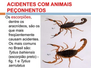 ACIDENTES COM ANIMAIS
PEÇONHENTOS
Os escorpiões,
dentre os
aracnídeos, são os
que mais
freqüentemente
causam acidentes.
Os mais comuns
no Brasil são:
Tytius bahiensis
(escorpião preto) -
fig. 1 e Tytius
serrulatus
 