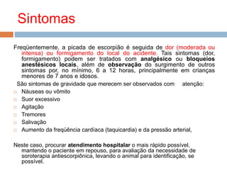 Sintomas
Freqüentemente, a picada de escorpião é seguida de dor (moderada ou
intensa) ou formigamento do local do acidente. Tais sintomas (dor,
formigamento) podem ser tratados com analgésico ou bloqueios
anestésicos locais, além de observação do surgimento de outros
sintomas por, no mínimo, 6 a 12 horas, principalmente em crianças
menores de 7 anos e idosos.
São sintomas de gravidade que merecem ser observados com atenção:
 Náuseas ou vômito
 Suor excessivo
 Agitação
 Tremores
 Salivação
 Aumento da freqüência cardíaca (taquicardia) e da pressão arterial,
Neste caso, procurar atendimento hospitalar o mais rápido possível,
mantendo o paciente em repouso, para avaliação da necessidade de
soroterapia antiescorpiônica, levando o animal para identificação, se
possível.
 