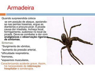 Armadeira
Quando surpreendida coloca
se em posição de ataque, apoiando-
se nas pernas traseiras, ergue as
dianteiras e procura picar. A picada
causa dor imediata, inchaço local,
formigamento, sudorese no local da
picada. Deve-se combater a dor com
analgésicos e observação rigorosa
de sintomas.
Sintomas:
*Surgimento de vômitos,
*aumento da pressão arterial,
*dificuldade respiratória,
*tremores,
*espasmos musculares,
Caracterizando acidente grave. Assim,
há necessidade de internação
hospitalar e soroterapia.
 
