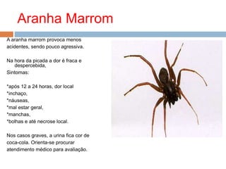 Aranha Marrom
A aranha marrom provoca menos
acidentes, sendo pouco agressiva.
Na hora da picada a dor é fraca e
despercebida,
Sintomas:
*após 12 a 24 horas, dor local
*inchaço,
*náuseas,
*mal estar geral,
*manchas,
*bolhas e até necrose local.
Nos casos graves, a urina fica cor de
coca-cola. Orienta-se procurar
atendimento médico para avaliação.
 