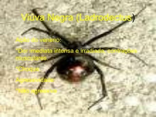 Viúva Negra (Ladrodectus)
Ação do veneno:
*Dor imediata intensa e irradiada, contrações
musculares.
*Choque.
Agressividade:
*Não agressiva
 