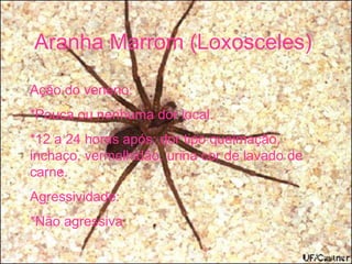 Aranha Marrom (Loxosceles)
Ação do veneno:
*Pouca ou nenhuma dor local.
*12 a 24 horas após: dor tipo queimação,
inchaço, vermelhidão, urina cor de lavado de
carne.
Agressividade:
*Não agressiva
 