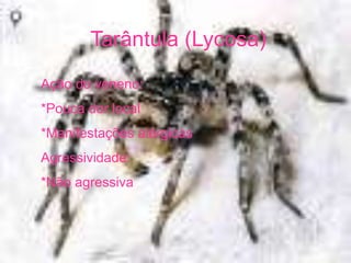 Tarântula (Lycosa)
Ação do veneno:
*Pouca dor local
*Manifestações alérgicas
Agressividade:
*Não agressiva
 